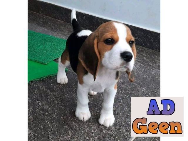 used Top Quality Beagle puppies tricolor pigmentation male and female whatsaap 8019630452 for sale 